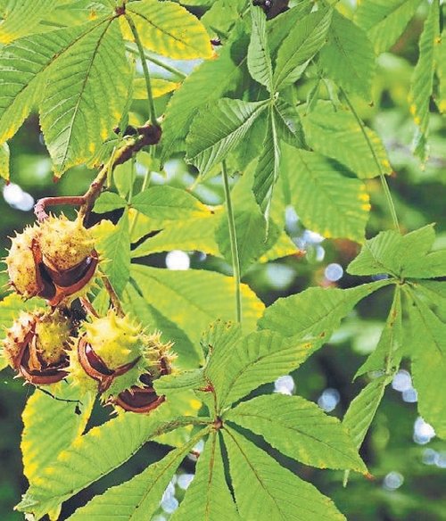 Dünyanın en zehirli güzelleri