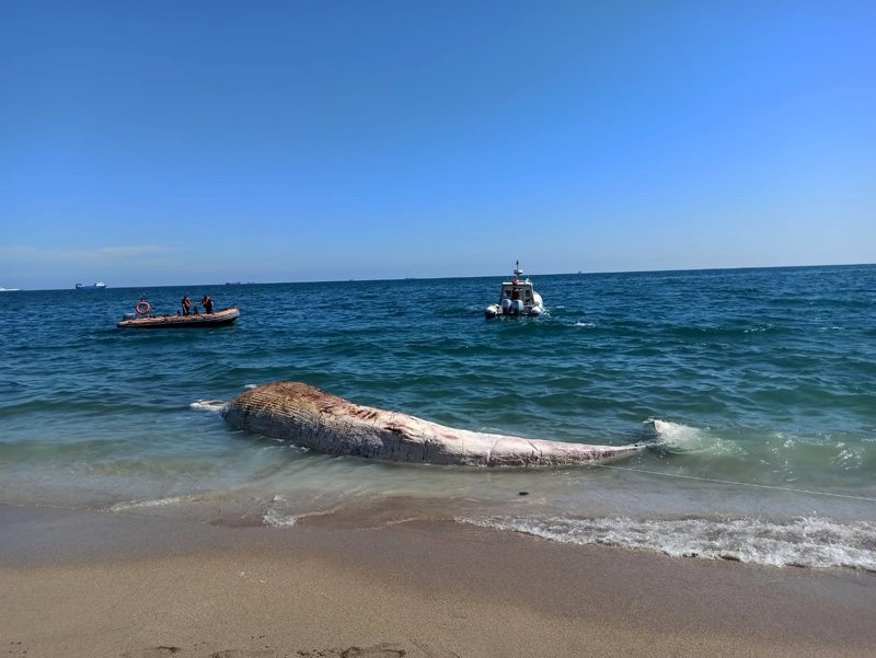 Görenler inanamadı! 10 metrelik balina karaya vurdu