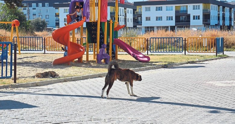 2 kardeş 3 gün arayla köpek saldırısına uğradı