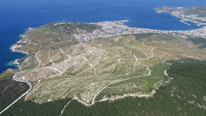 920 bin adet fidan dikildi! İzmir’de yanan alanlar yeşillendi