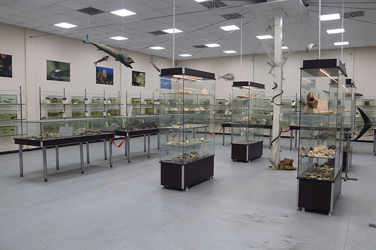 İzmir'deki mumyalanan deniz canlıları merak ediliyor!