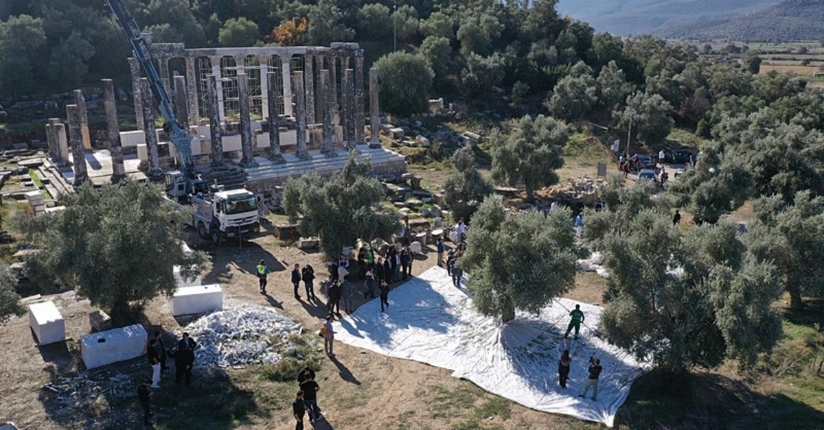 Muğla Euromos Antik Kenti'nde zeytin hasadı