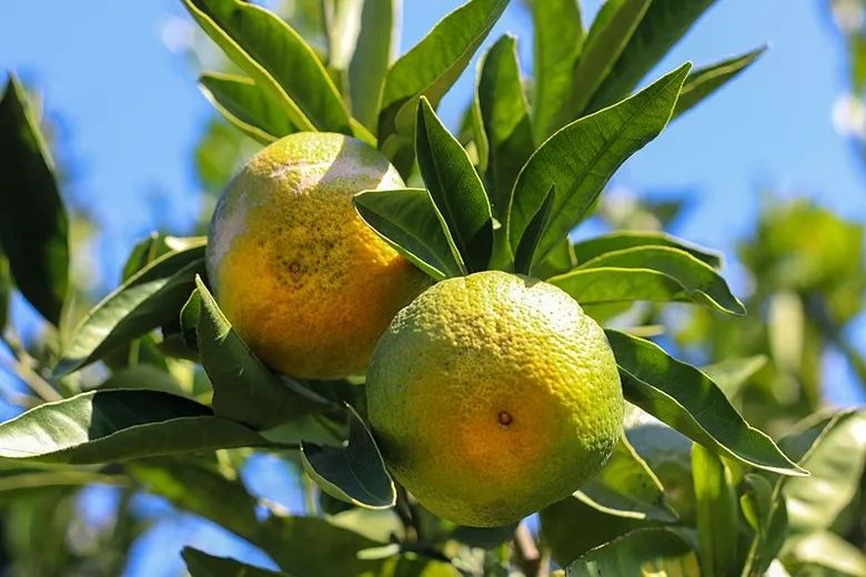 izmirden-dunyaya-gonderiliyor-satsuma-mandalinasinda-912-milyon-dolarlik-gelir-1792411404663.jpeg
