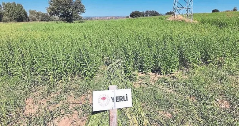 Susamda yerli tohum bereketi