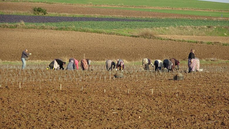 Troya’nın ziyaretçilerini lavanta tarlaları karşılayacak