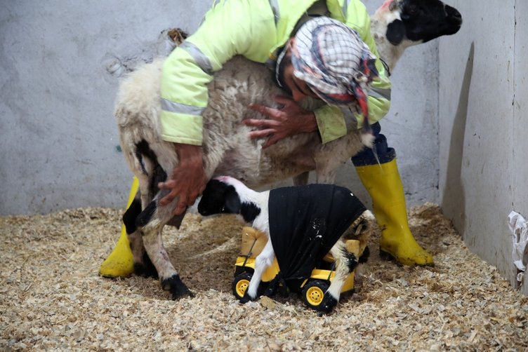 Manisalı besiciden ilginç yöntem! Kuzusu anne sütü alabilsin diye...