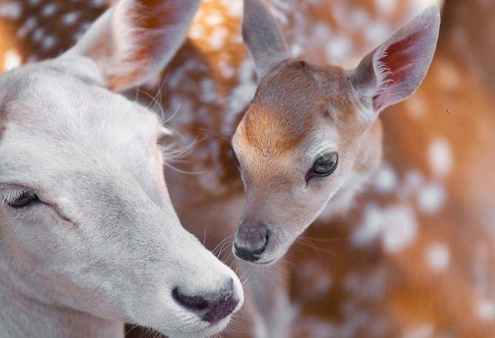 Hayvanların dünyasından iç ısıtan fotoğraflar
