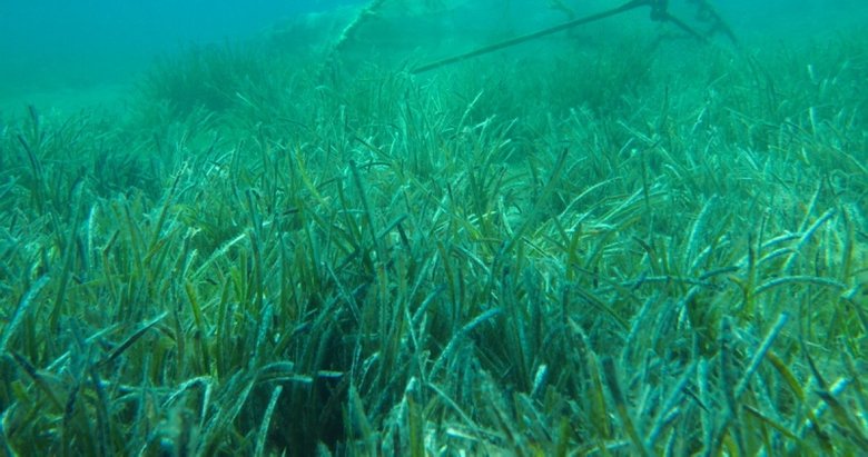 Deniz çayırlarını korumak için harekete geçtiler