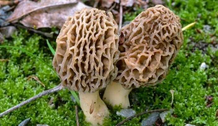 Kuzugöbeği nedir? Kuzugöbeğinin faydaları nelerdir?