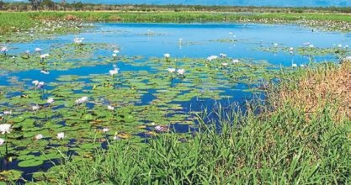 sulak alan bataklığı