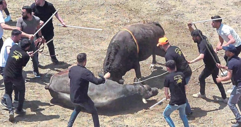 Güreş değil vahşet