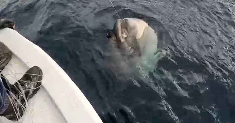 Yunanlılara kafa tutan balıkçı 1 tonluk ay balığı yakaladı