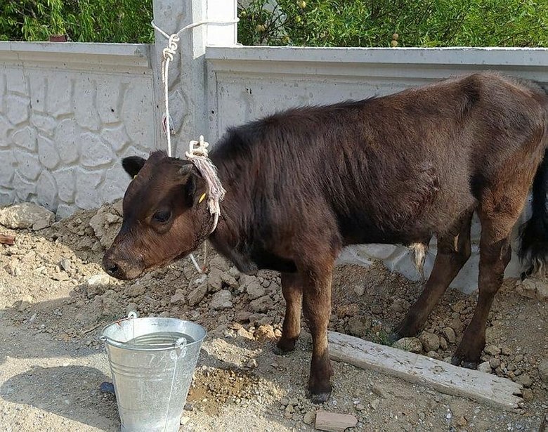 Bagajdan bakın ne çıktı? Jandarmanın takibiyle yakalandılar