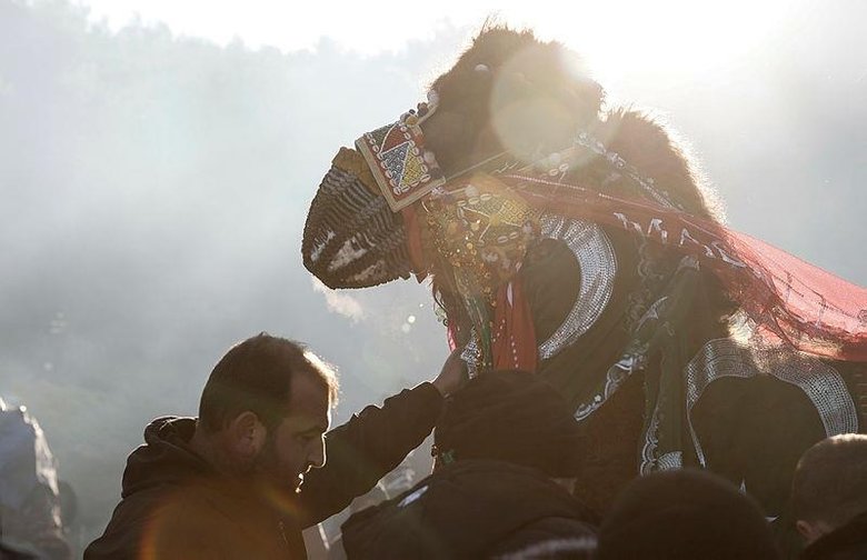 İzmir’den renkli görüntüler! 40. Selçuk Efes Deve Güreşi Festivali, 162 devenin katılımıyla yapıldı