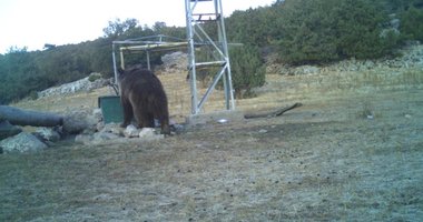 Manisa’da kaydedildi! Heyecan yaratan görüntü...