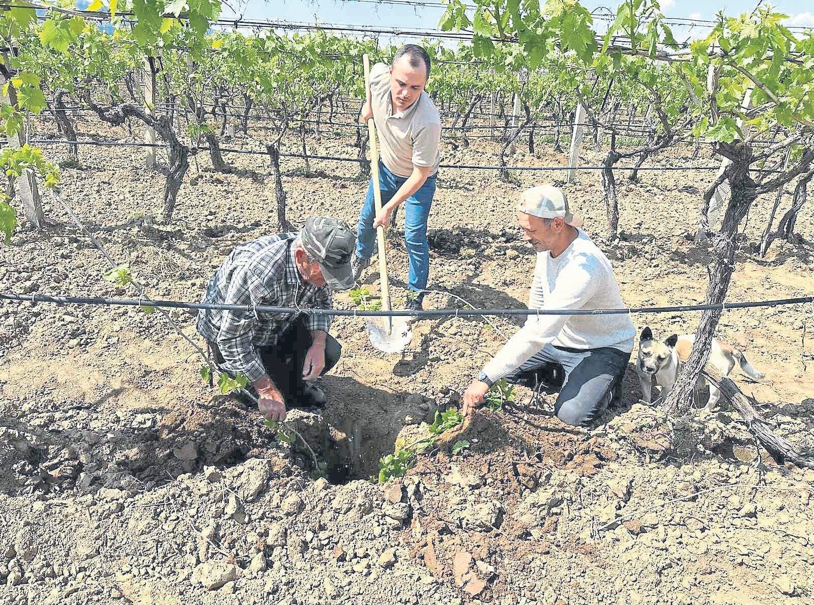 TARİŞ’ten bağlara yakın takip
