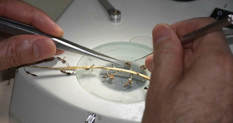 Muğla’da keşfedildi! Bu isimle dünyaya tanıtıldı