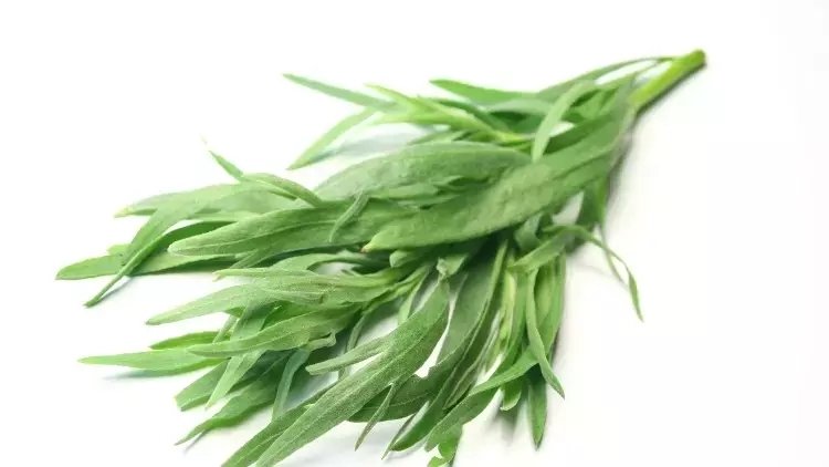 Tarhun otunun faydaları nelerdir? Tarhun otu ne işe yarar?