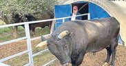 Boğa, sahibini hastanelik etti
