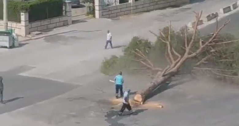 CHP’li İzmir Büyükşehir Belediyesi’nden ağaç katliamı! Yarım asırlık çam ağacını kesti