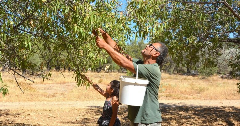 Datça’da taze badem hasadı başladı, sadece 20 gün devam ediyor