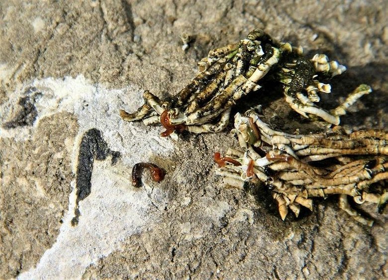 Bafa Gölü’nde sular çekildi, istilacılar ortaya çıktı