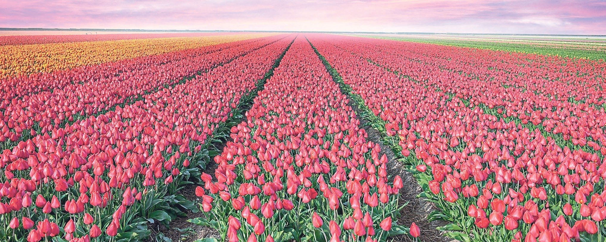 Doğanın nazlı güzelleri: Çiçekler