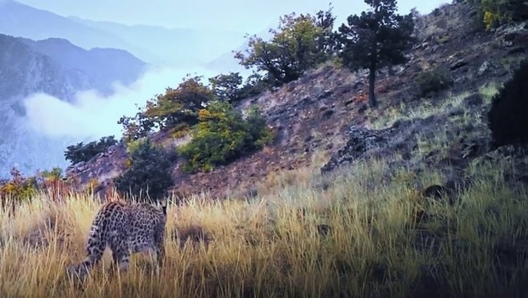 Fotokapana yakalanmıştı: Anadolu Parsı Aydın’da aranıyor!
