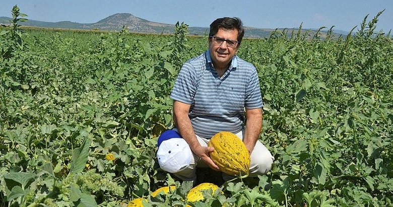 Kırkağaç kavununda ilk hasatlar başladı