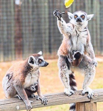 Yaşam parkında 70 yeni hayat