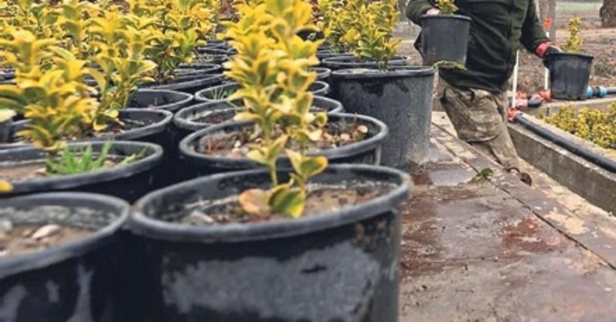 Muradiye’de 6.1 milyon adet fidan üretilecek