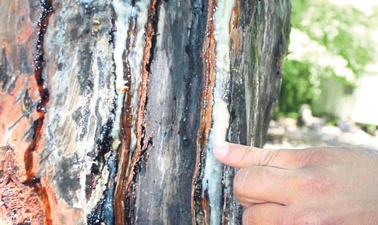 Kleopatra’nın aşk iksiri sığla yağı