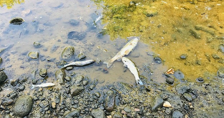 Çanakkale’de balık ölümleri