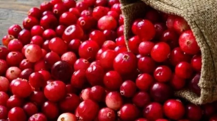 Turna yemişinin Cranberry faydaları nelerdir?