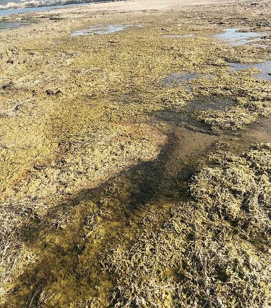 Eber Gölü pişmanlığı: Hiç bitmez, tükenmez sandık, o da canlıymış bilemedik