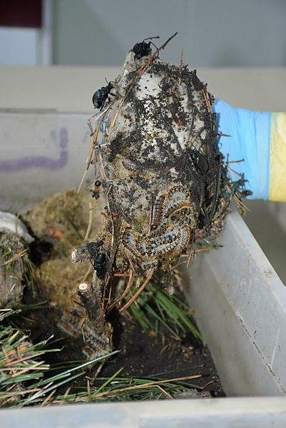 İzmir’in kızılçam ormanlarını terminatör böcekler koruyor