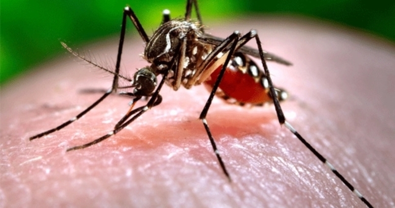 Batı Nil virüsü nasıl bulaşır? Belirtileri nelerdir?