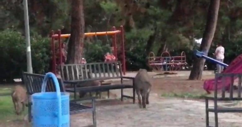 İzmir’de domuzlar evcilleşti dedirten görüntü
