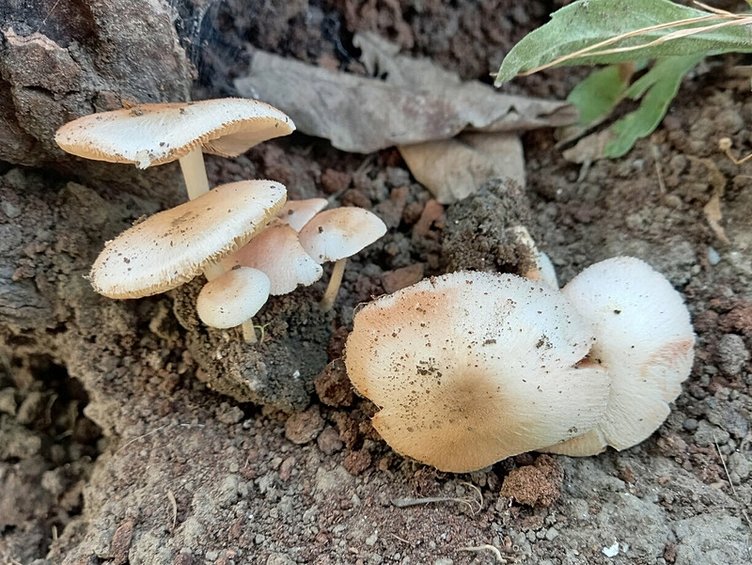 Dünyanın hiçbir yerinde yok! Sadece İzmir’de keşfedildi