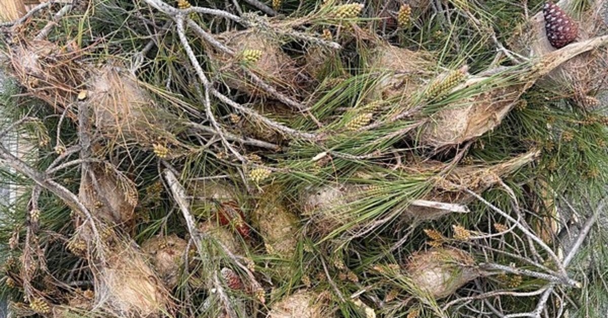 Kese kurtları Ege'yi sardı: Tel kafes uygulaması devrede