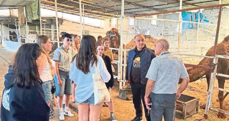 Avrupalı öğrenciler deve yetiştiriciliğini öğrendi
