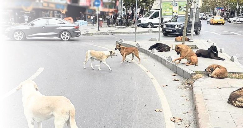 Meclisin gündemi sokak köpekleri