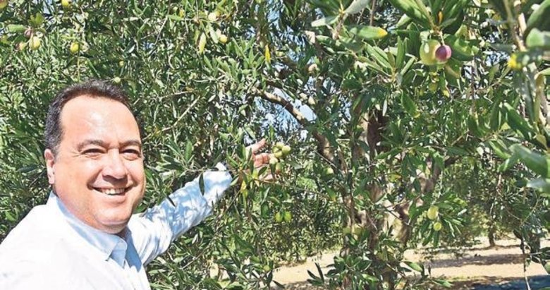 Akhisar Belediyesi’ne zeytin ek gelir olacak