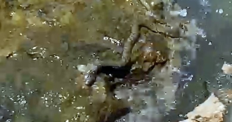 Fethiye’de 2 metre uzunluğundaki yılan görenleri şaşkına çevirdi