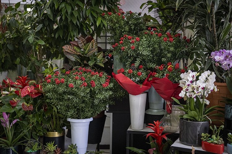 Evinize şans ve bereket getiren yılbaşı çiçeği kokina