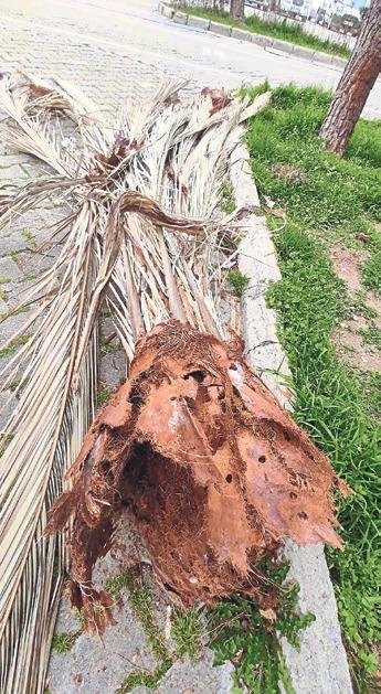 Yeşile bir darbe de İzmir’de vuruldu