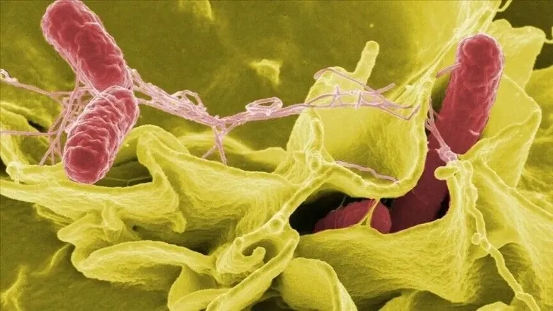 salmonella-belirtileri-neler-salmonella-zehirlenmesi-nasil-anlasilir-kac-gunde-belli-olur-1787653550632.jpeg