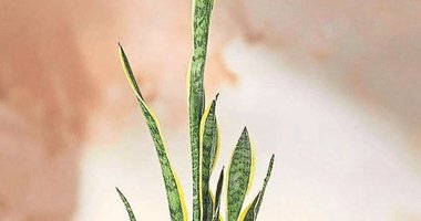 Az ilgi ile çok verim: Paşa kılıcı