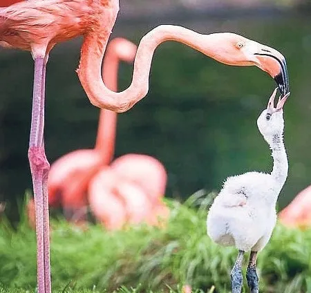 Yavru flamingolar kreşte