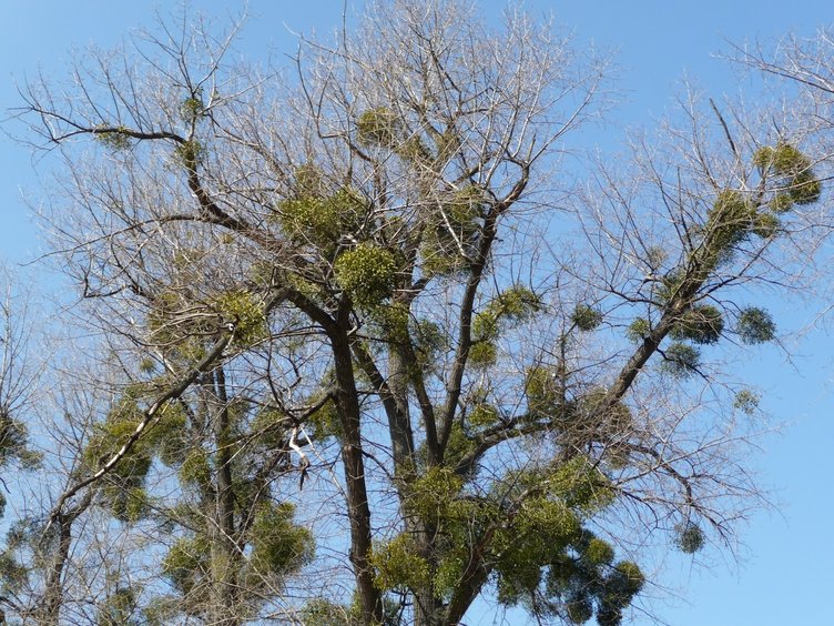 Ökse otunun faydaları nelerdir? Ökse otu nasıl kullanılır?